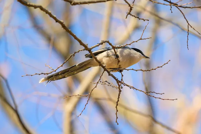 野鳥の写真