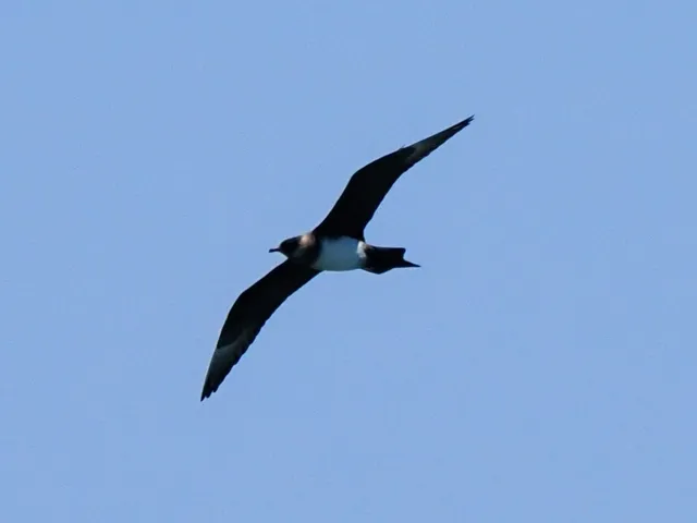 Species Image