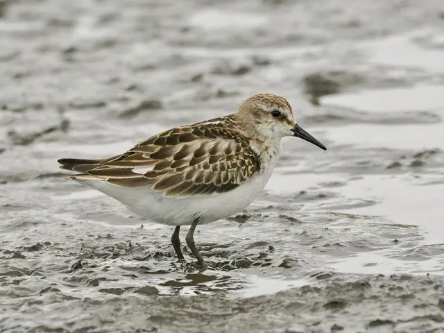 Species Image