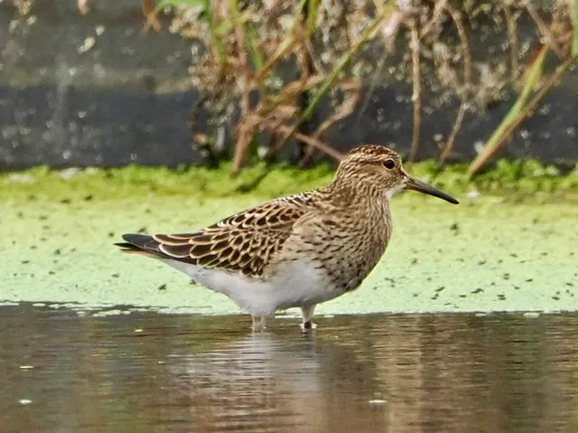 Species Image