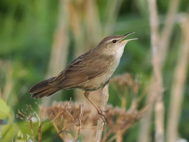 Species Image