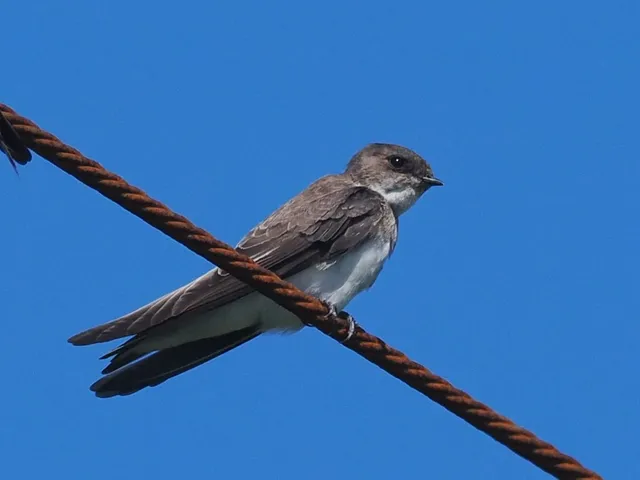 Species Image