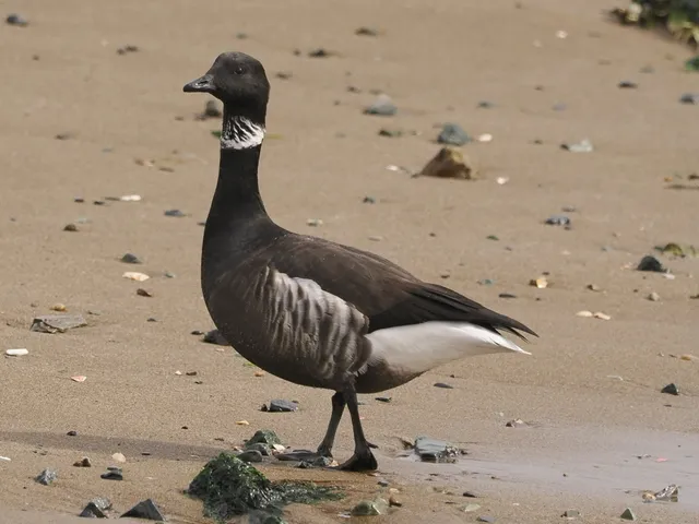 Species Image