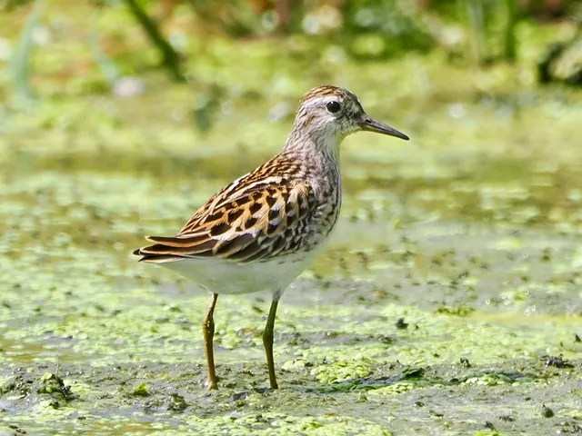 Species Image