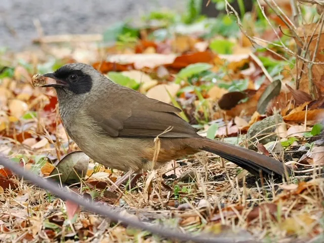 Species Image