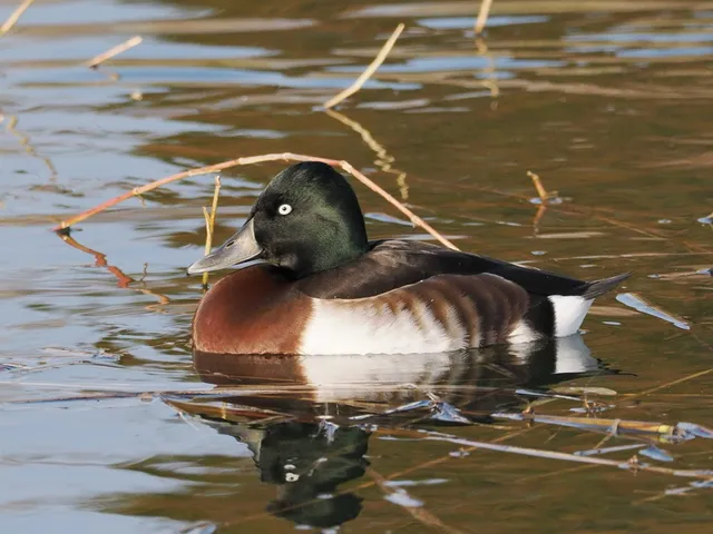 Species Image