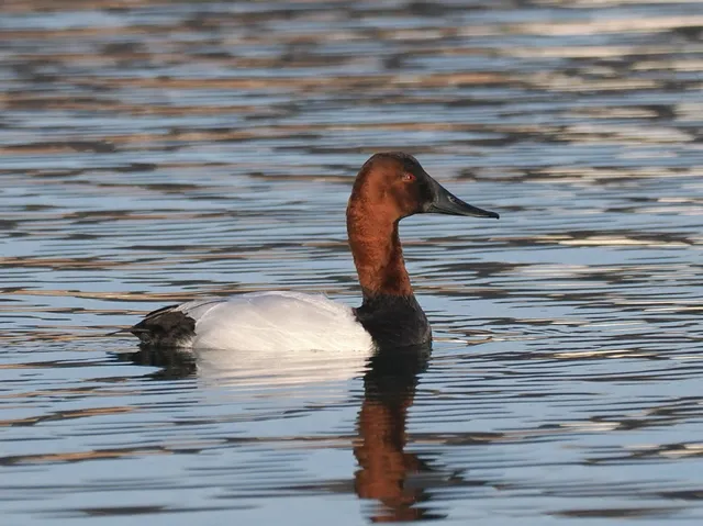 Species Image