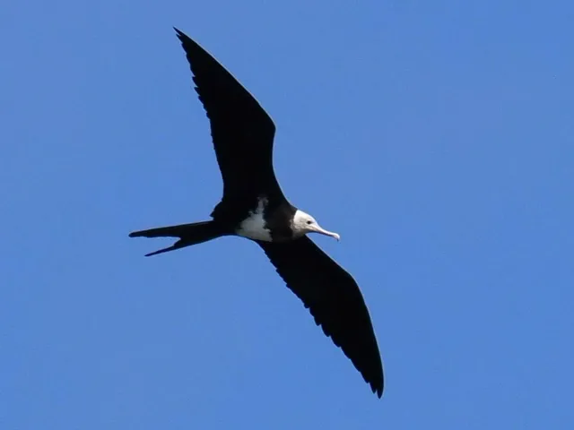 Species Image