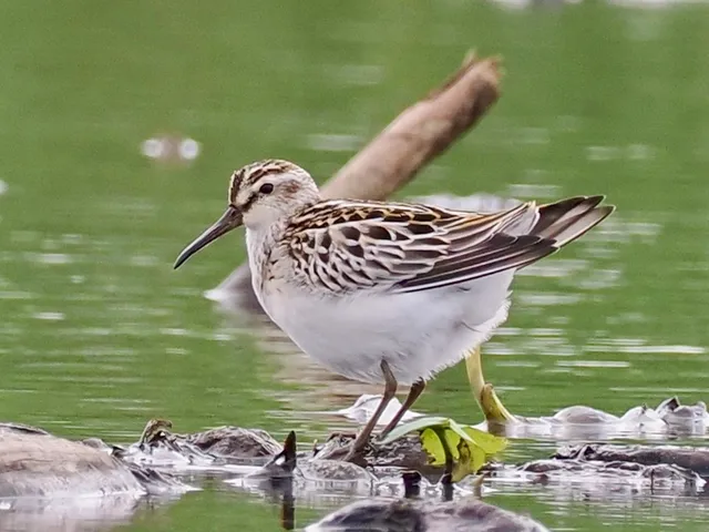 Species Image