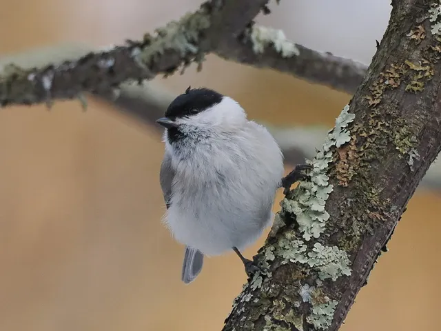Species Image