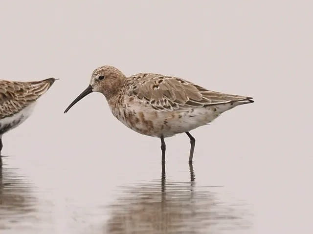 Species Image