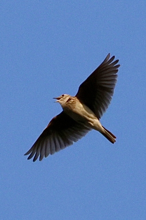 Photo Image