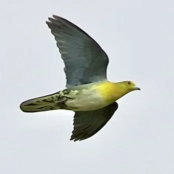Species Image