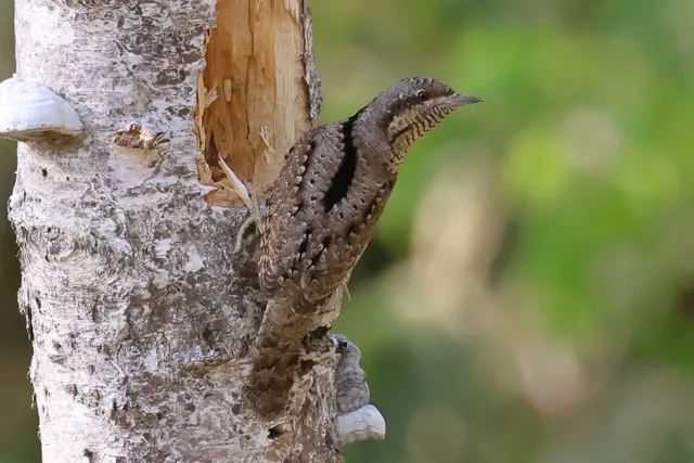 Species Image
