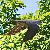 Species Image