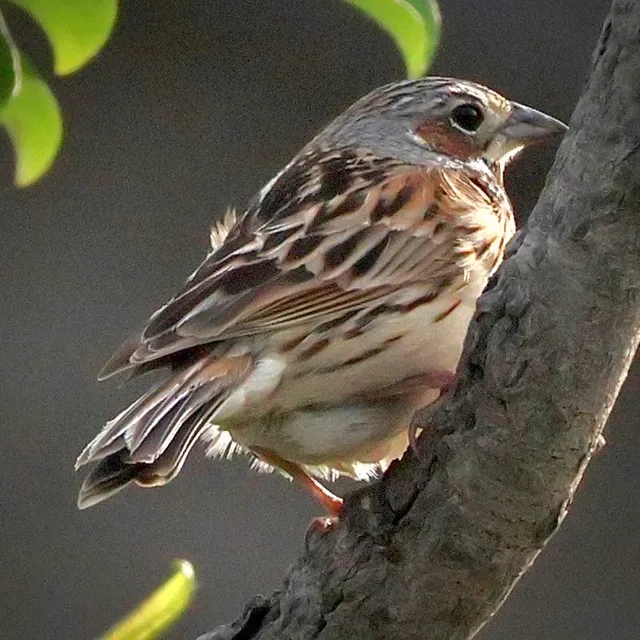 Species Image