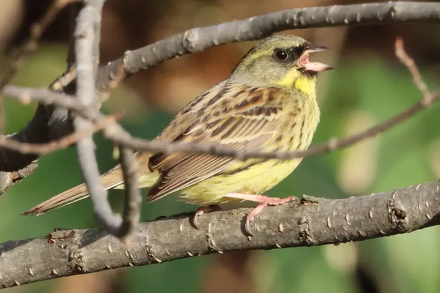 Species Image