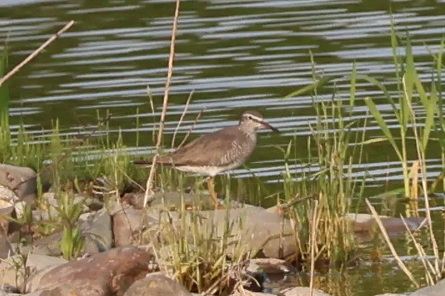 Species Image