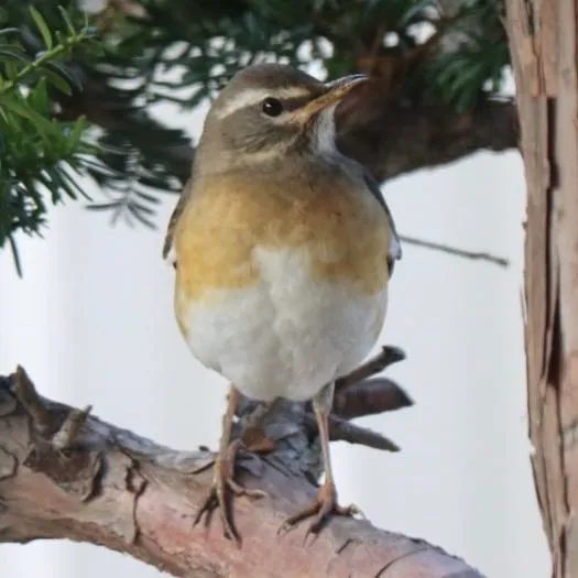 Species Image