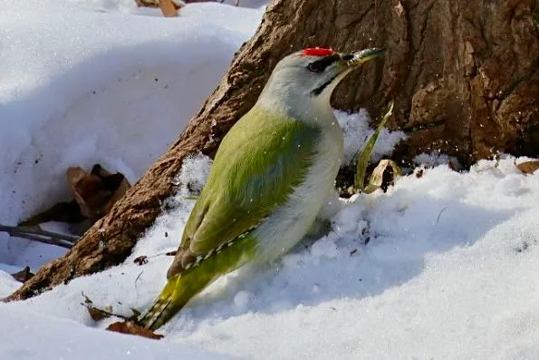 Species Image