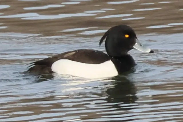 Species Image