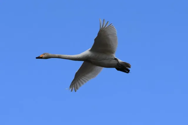 Species Image