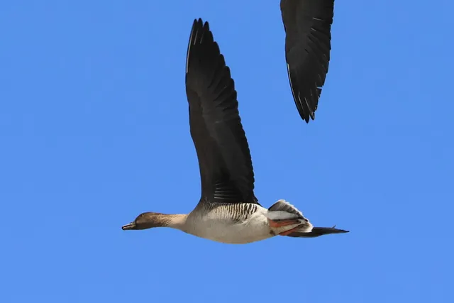 Species Image