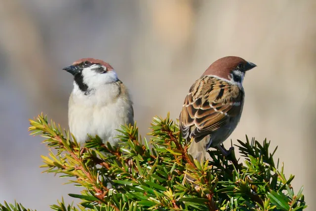 Species Image