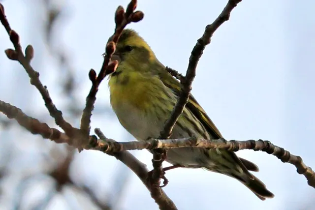 Species Image