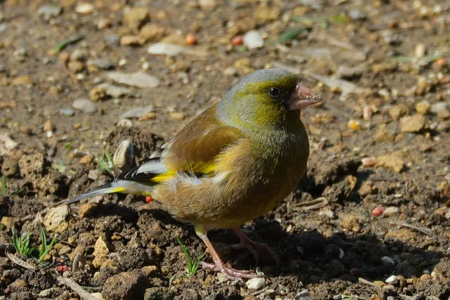 Species Image