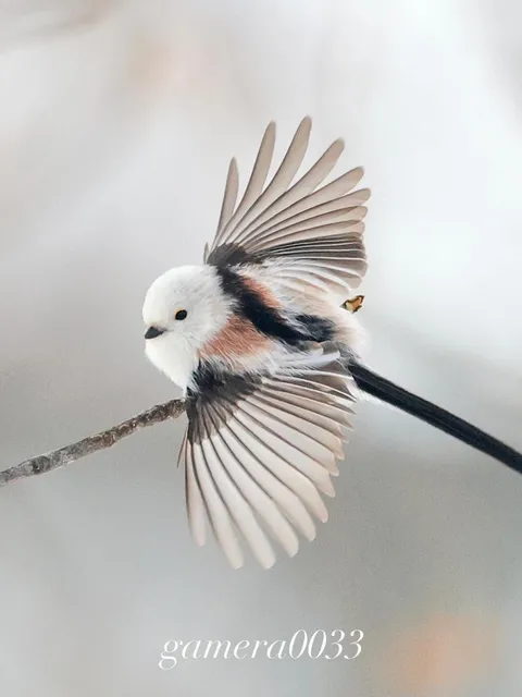 Species Image