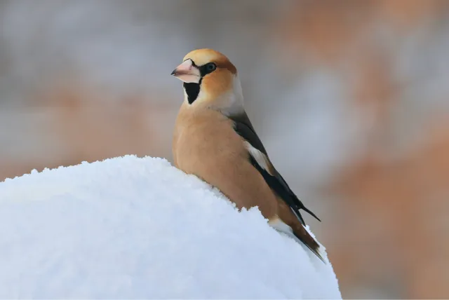 Species Image
