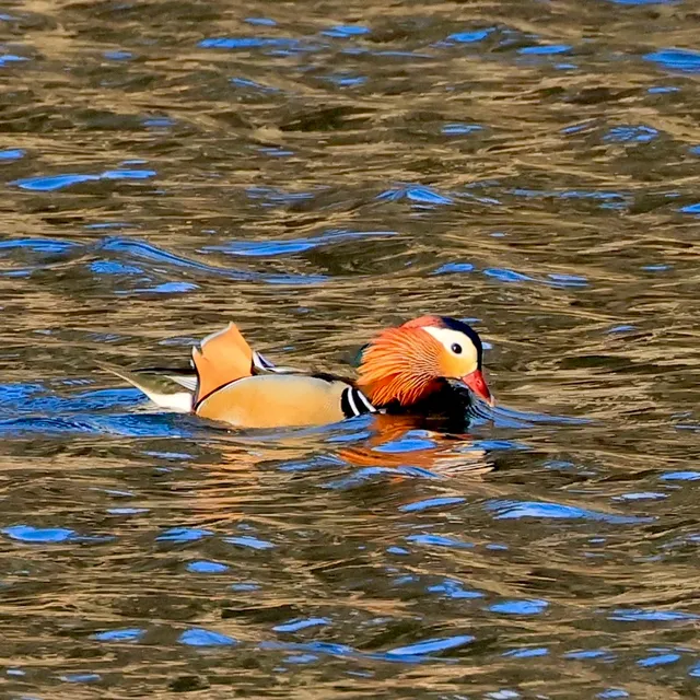 Species Image