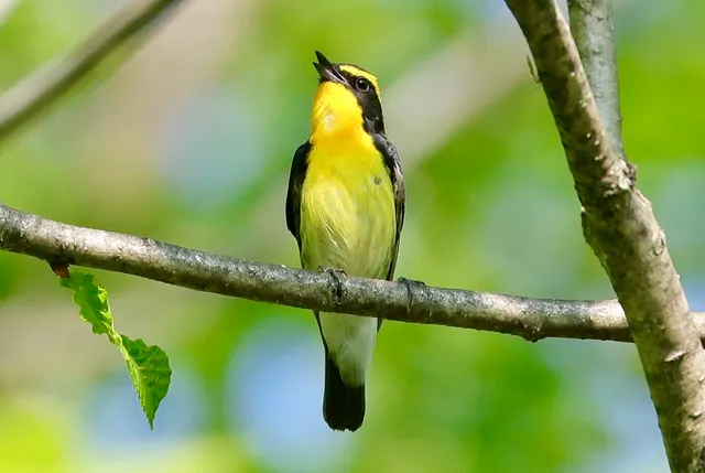 Species Image