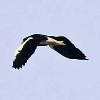 Species Image