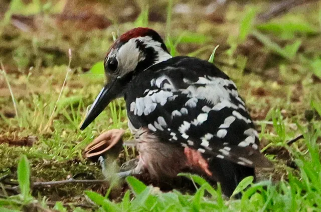 Species Image