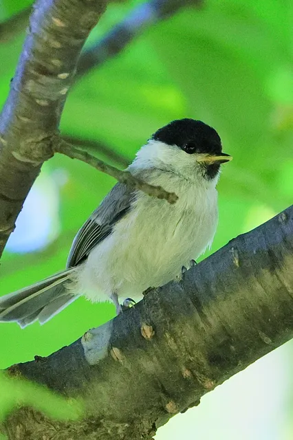 Species Image