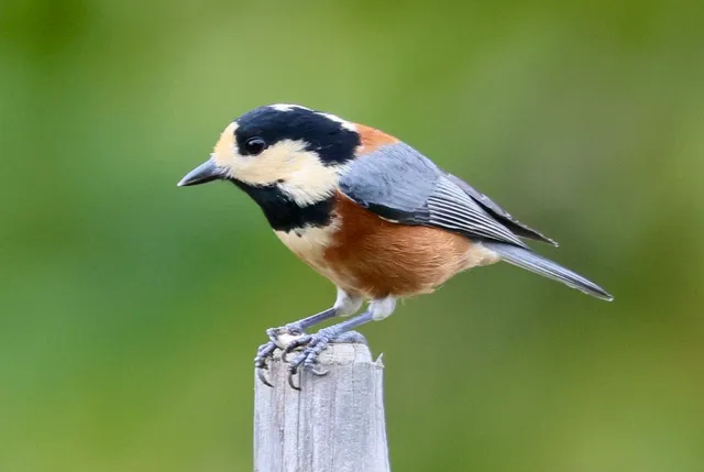 Species Image