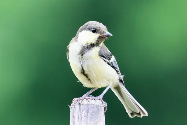 Species Image
