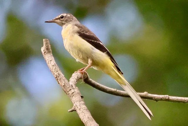Species Image