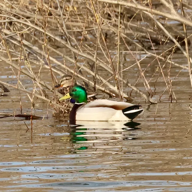 Species Image