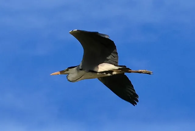 Species Image