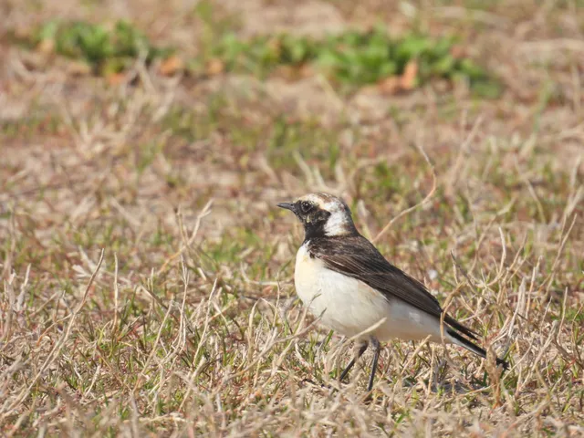 Species Image