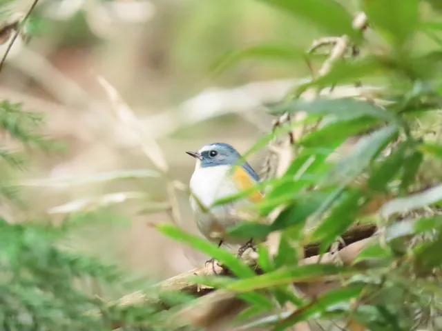 Species Image