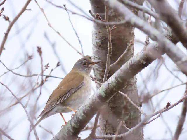 Species Image