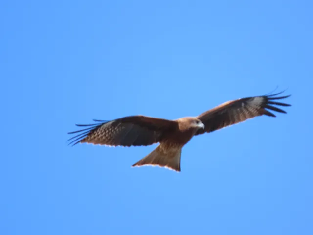 Species Image