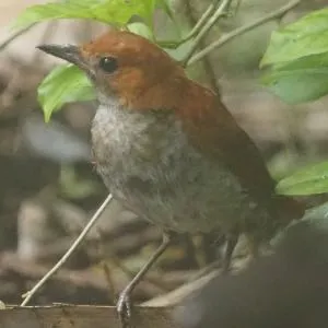 Species Image