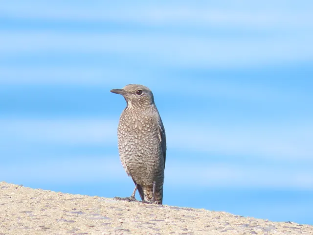 Species Image
