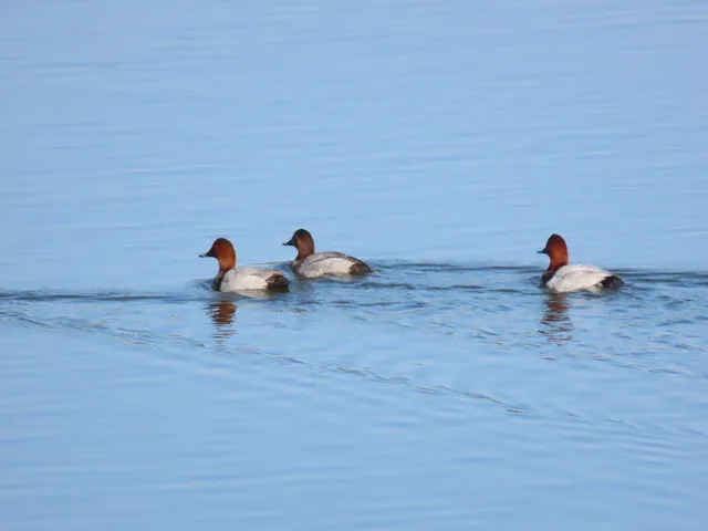 Species Image