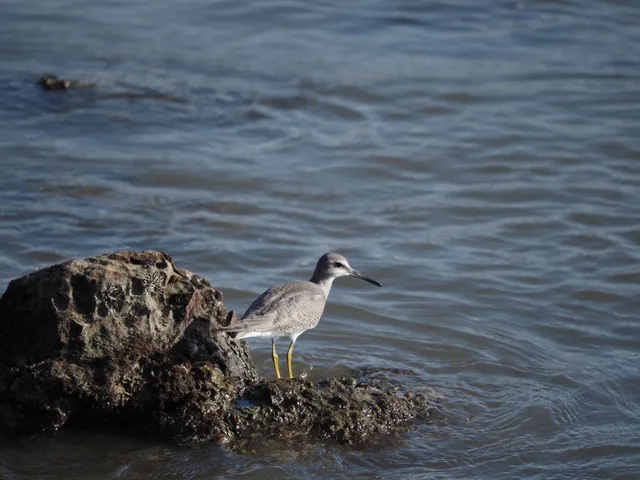 Species Image